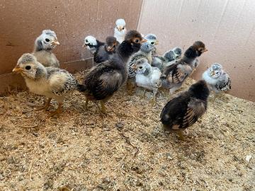 Pulcini di gallina padovana