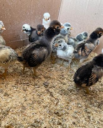 Pulcini di gallina padovana