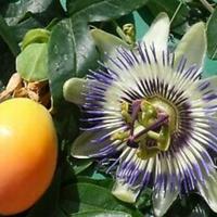 Pianta Passiflora o frutto della passione