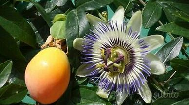 Pianta Passiflora o frutto della passione