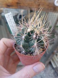 Thelocactus bicolor v. albiflorus. Vaso 5,5 cm