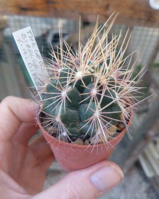 Thelocactus bicolor v. albiflorus. Vaso 5,5 cm