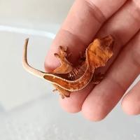 Geco Ciliatus + teca e accessori