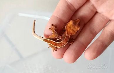 Geco Ciliatus + teca e accessori inclusi