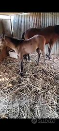 Puledro mezzo cavallino