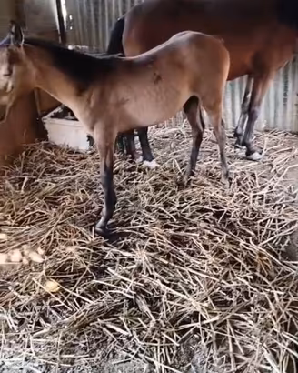Puledro mezzo cavallino