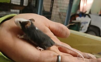 Mus musculus