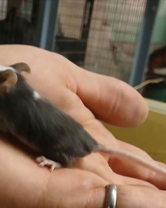 Mus musculus