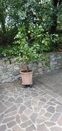 pianta di limone