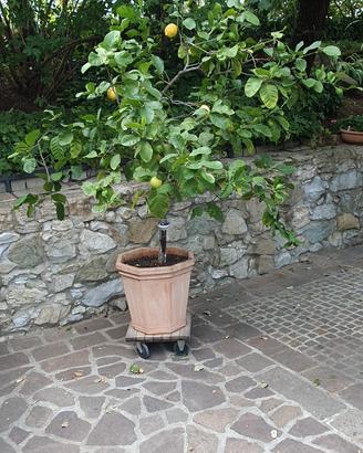 pianta di limone