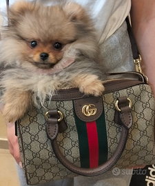 Cane pomeriggio spinz nano femmina