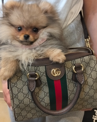 Cane pomeriggio spinz nano femmina