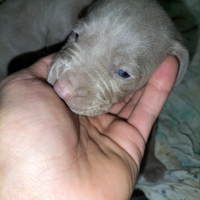 Cuccioli weimaraner