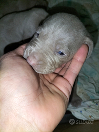 Cuccioli weimaraner