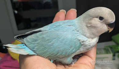 Pulli di inseparabili roseicollis