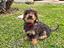 Immagine 4