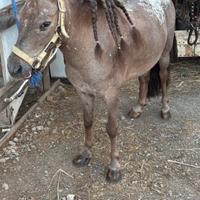 Pony femmina 10 anni super brava