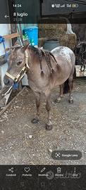 Pony femmina 10 anni super brava
