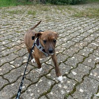 Kora meravigliosa cucciola