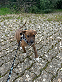 Kora meravigliosa cucciola