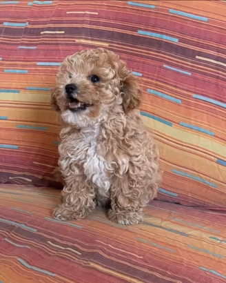 Maltipoo mini toy