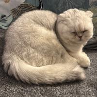 Gattina Fold razza pura