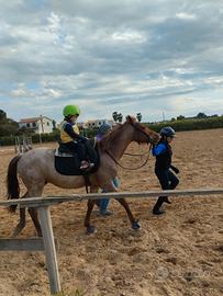 Pony da salto