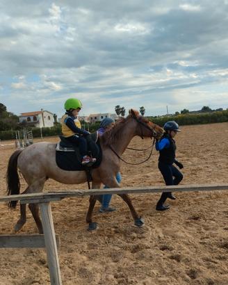 Pony da salto