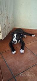 Cucciola di American Pitbull