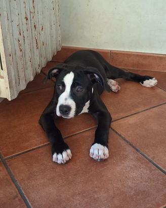 Cucciola di American Pitbull