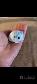 Cuccioli di criceti russi