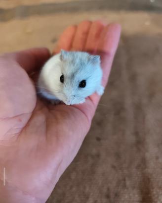 Cuccioli di criceti russi