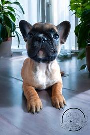 Cuccioli bulldog francese