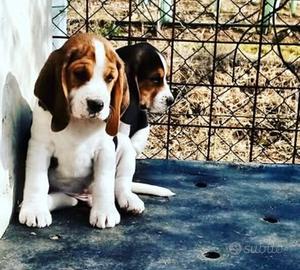 Cucciolo Beagle con pedigree