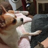 Pulizie