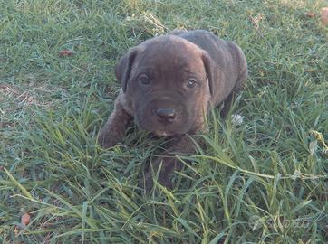 Cuccioli di Cane Corso