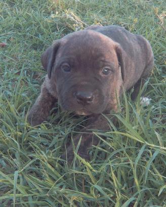 Cuccioli di Cane Corso