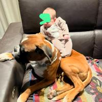 Cane Boxer