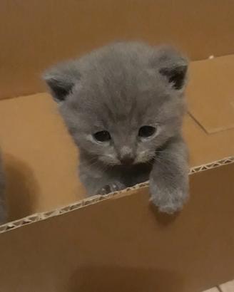 Certosino cucciolo
