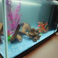 acquario già avviato 