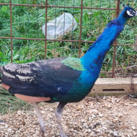 Disponibile pavone nigripennis
