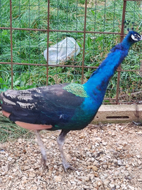 Disponibile pavone nigripennis