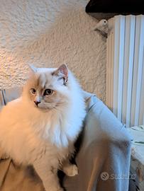 Maschio ragdoll con pedigree per accoppiamento