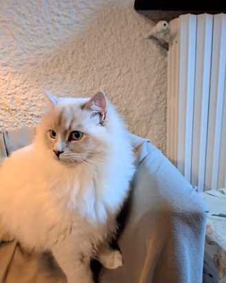 Maschio ragdoll con pedigree per accoppiamento