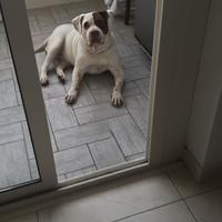 Cucciola