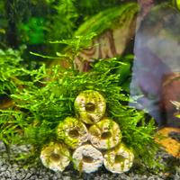 Decorazione per acquari con muschio di Java