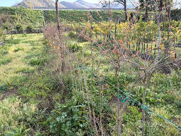 Piante di melograno wonderful