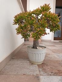 Bonsai gigante di Crassula