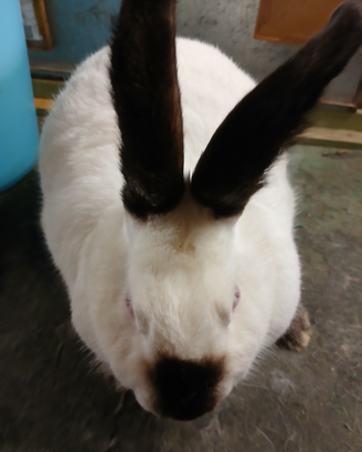 Vendo conigli California e nuova zelanda