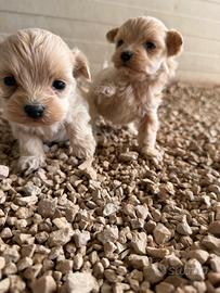 Maltipoo mini toy